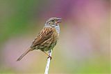 Dunnock